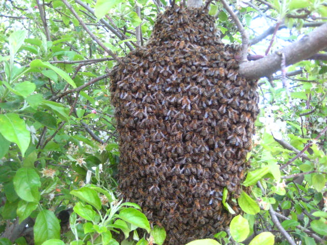 beeswarm2012_01.JPG