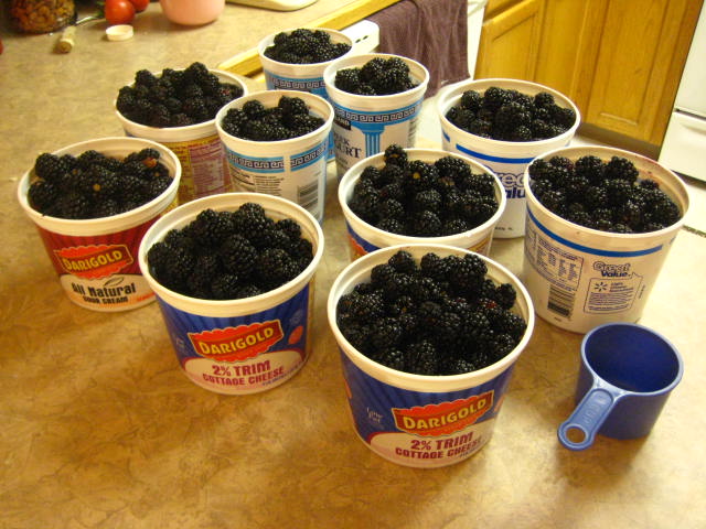 blackberries20120806_01.JPG