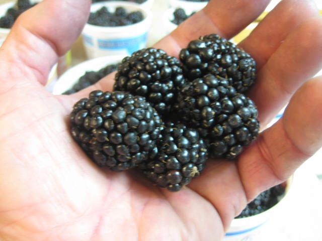 blackberries20120806_02.JPG blackberries20120806_02.JPG