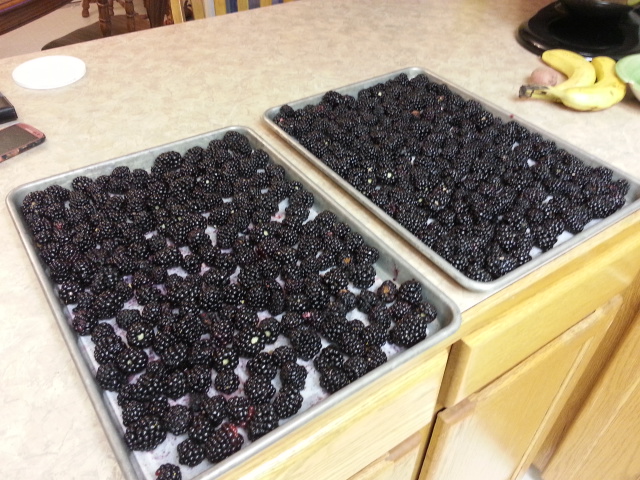 blackberries20150714_100ozfirstpicking.jpg