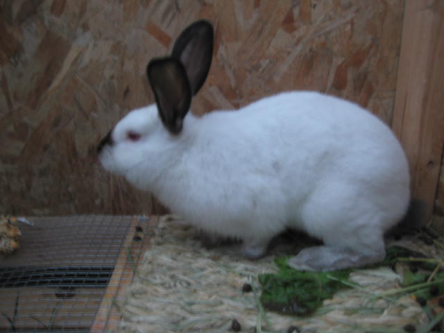 bunny001a.JPG