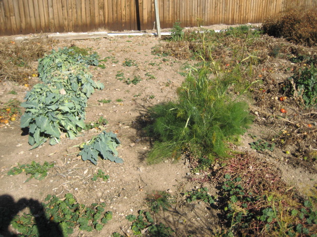 garden102509_004.JPG