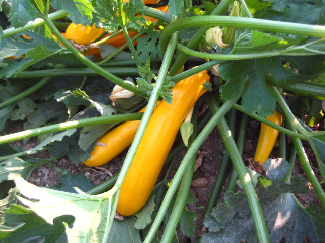 genovese20120820.JPG genovese20120820.JPG