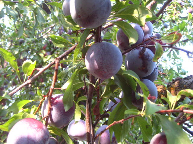 plums20120820_01.JPG plums20120820_01.JPG