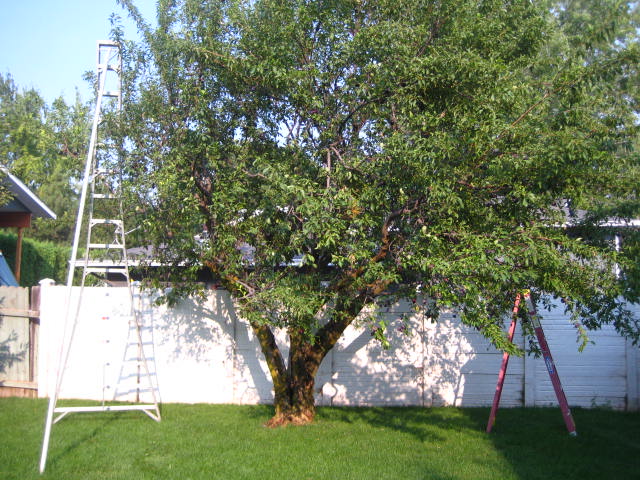 plums20120820_02.JPG plums20120820_02.JPG
